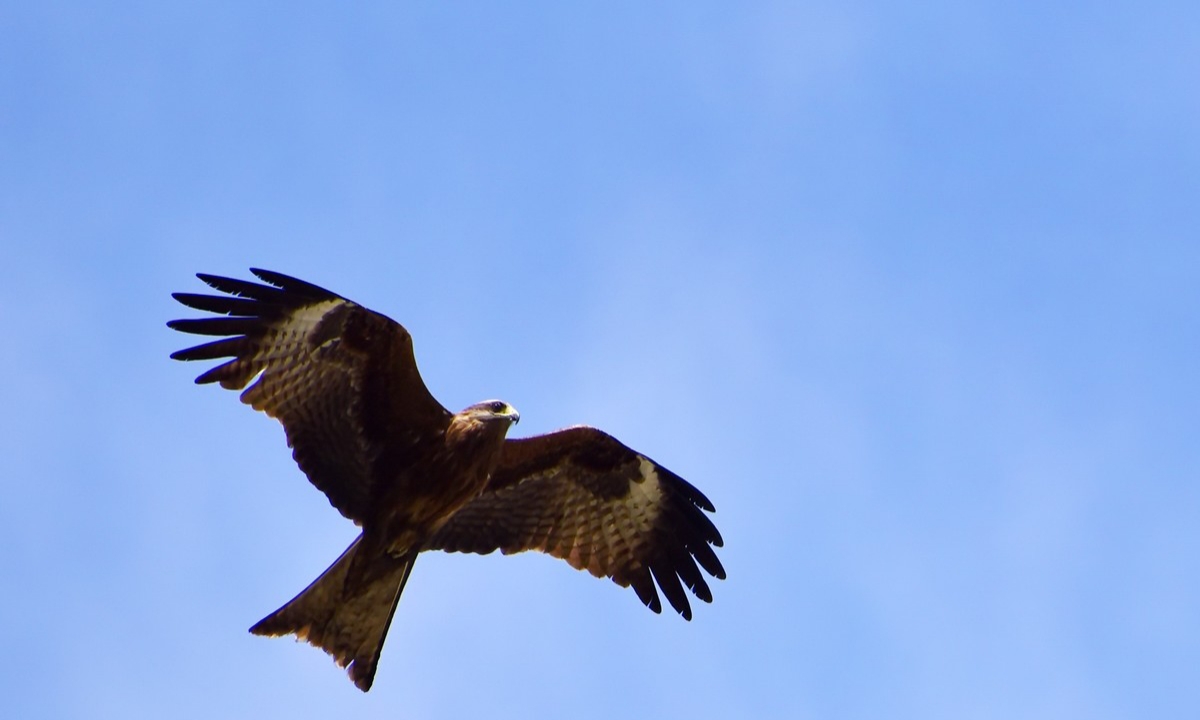 突然,一只他救过的老鹰飞来,叼起孙子飞走了.