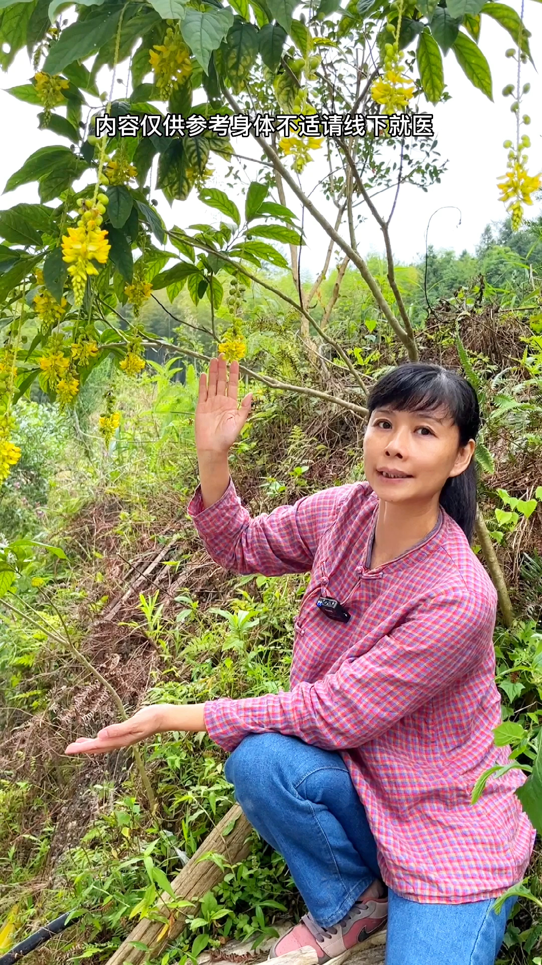 黄花倒水莲又叫倒吊王,观音串,全身都是宝,它的根价值很高!