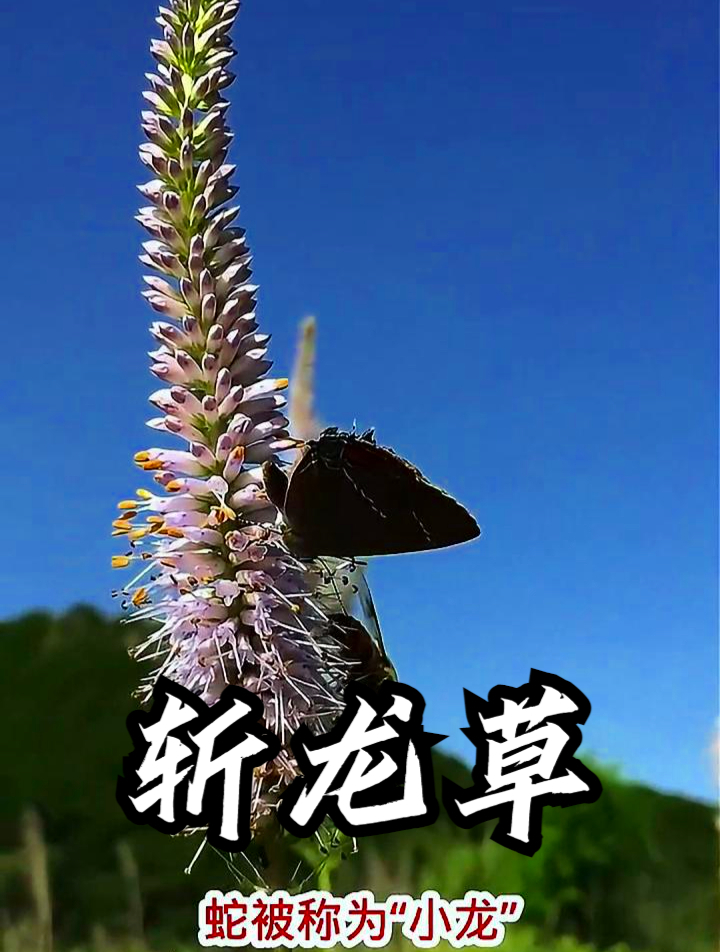 斩龙草也叫大蓬蒿,拿它煮水饮用,可以增强身体的抵抗力