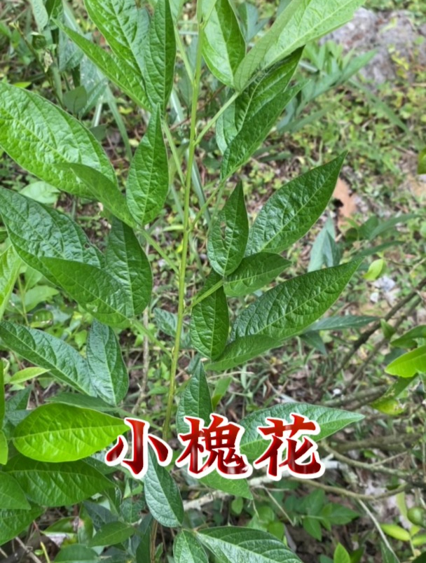 小槐花,它有什么用处呢?