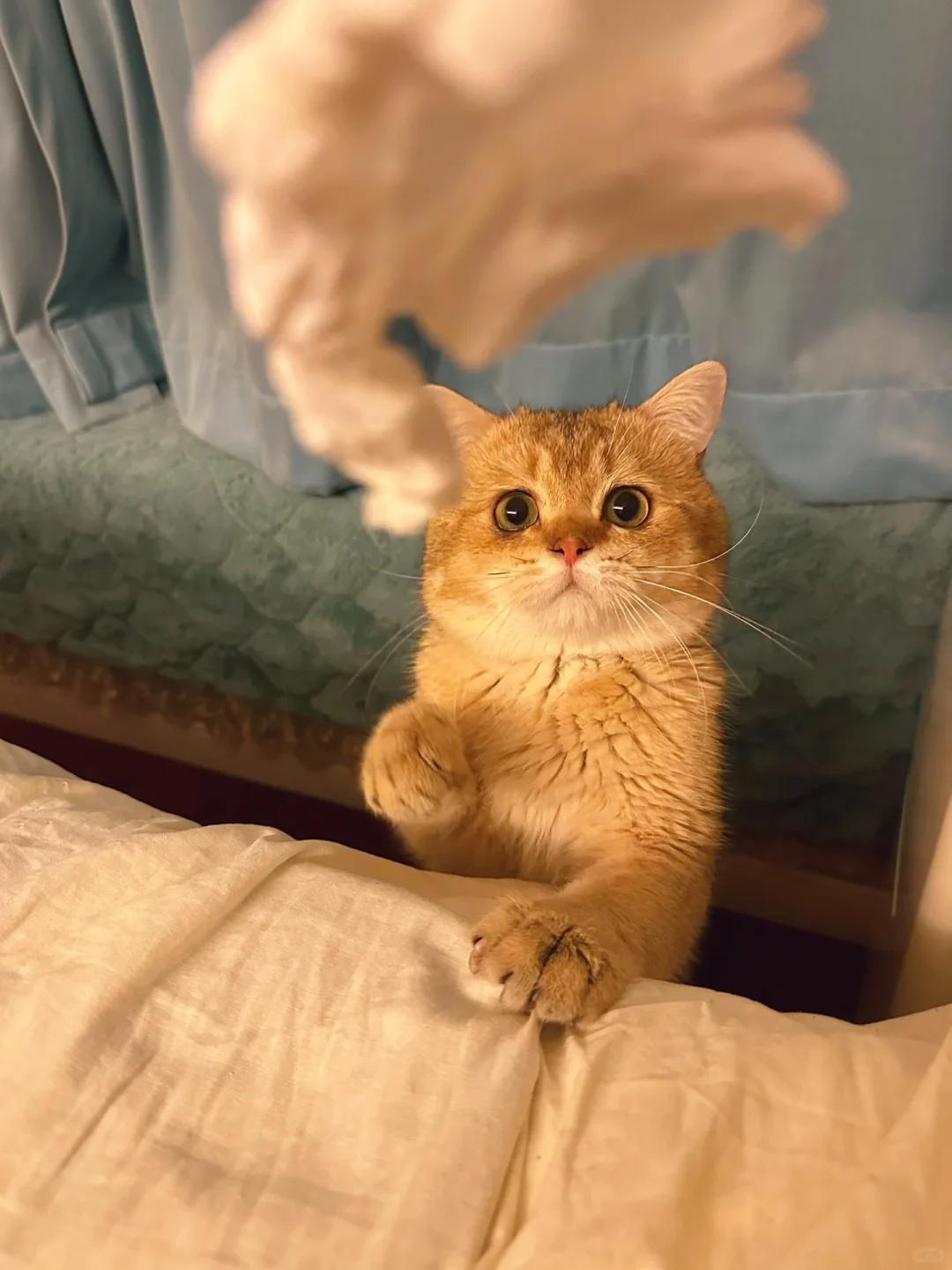 猫咪得了支原体肺炎能治愈吗?如何精细化护理?