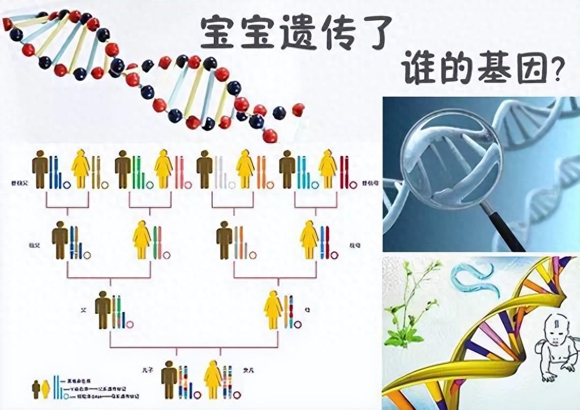 遗传基因花花合集图片