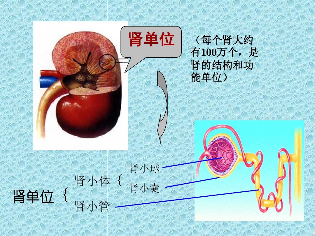 有100万到120万个肾单位(又称为肾单位或肾小体),因此两侧肾脏合起来