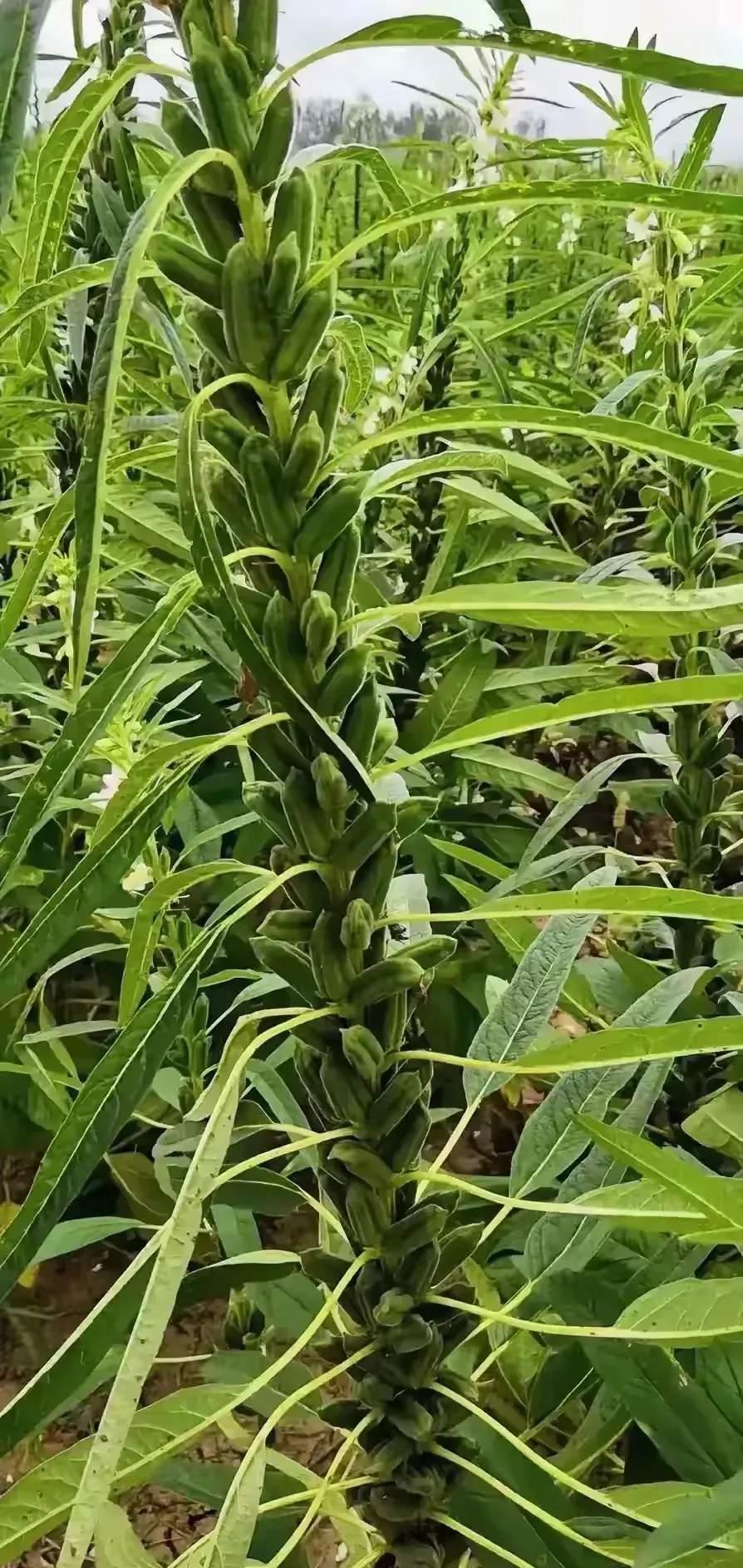 公婆回来我说芝麻卖了五千,公婆只是说卖的不少,也没说问我要钱