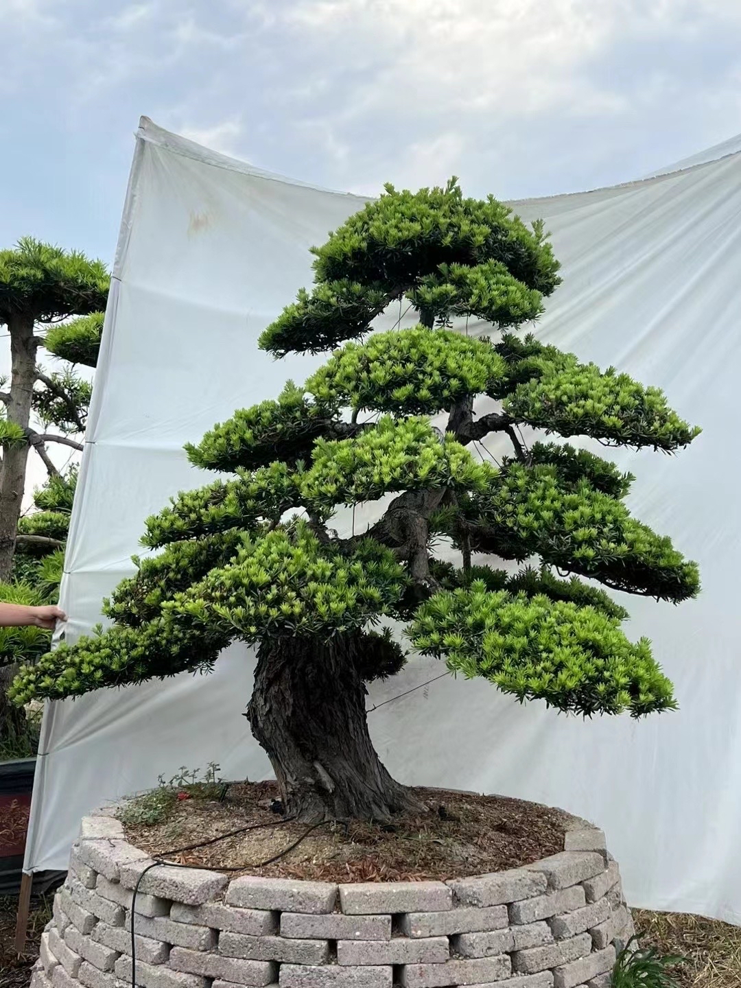 精品造型罗汉松