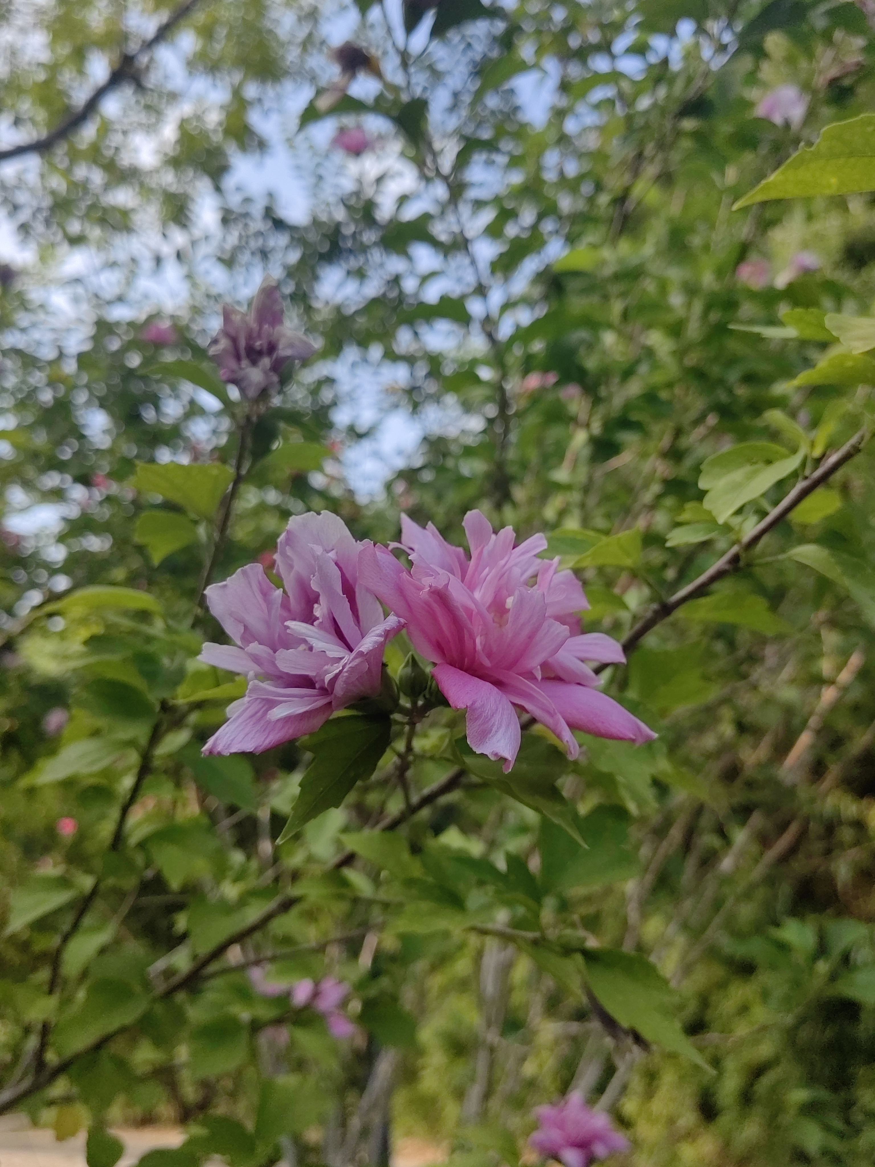 木槿花开,随便在风光带拍了两张, 花语: 1,坚韧:木槿花的花语有坚韧的