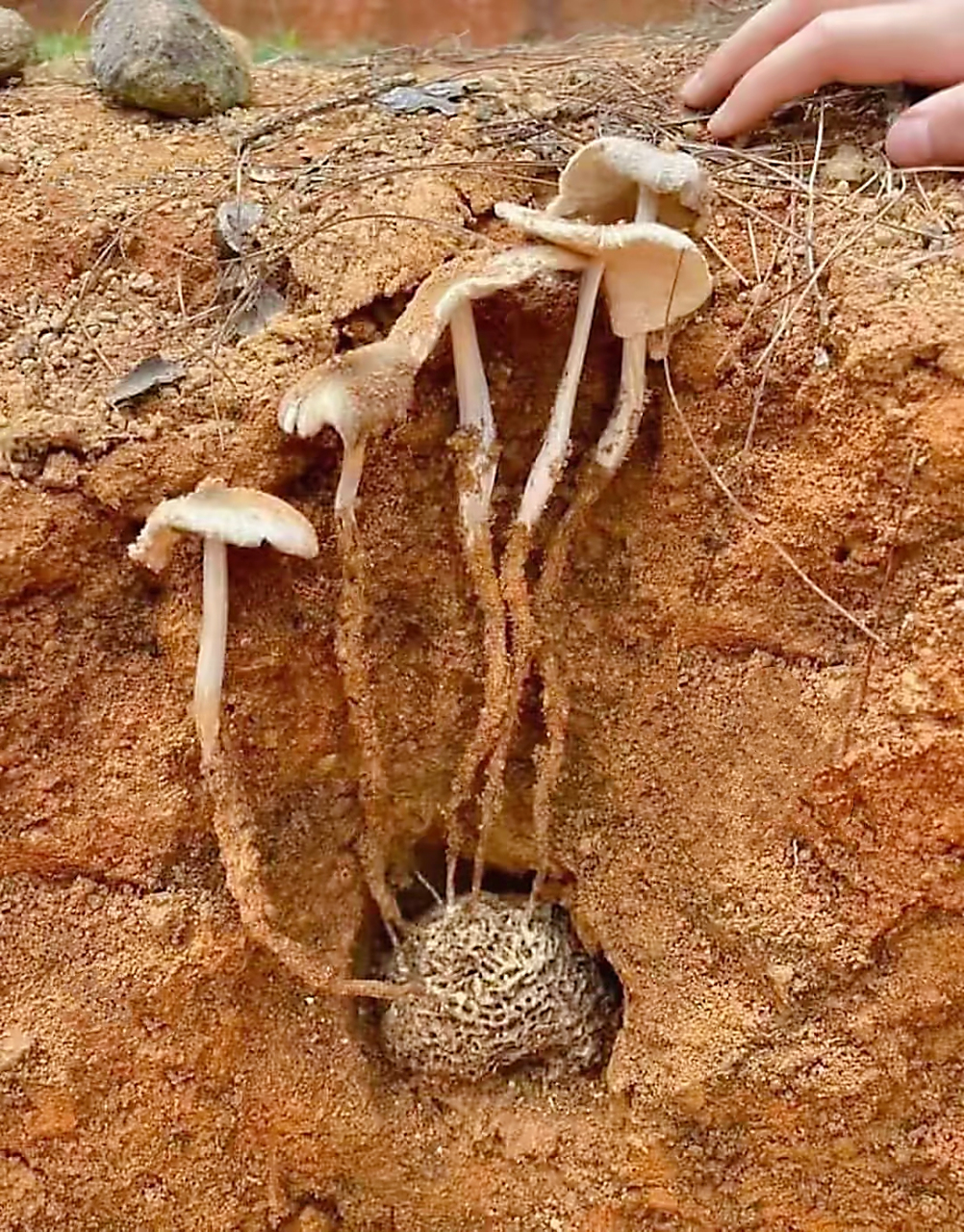在这个神奇的大自然生态系统中,鸡枞菌与白蚁之间形成了一种奇妙而
