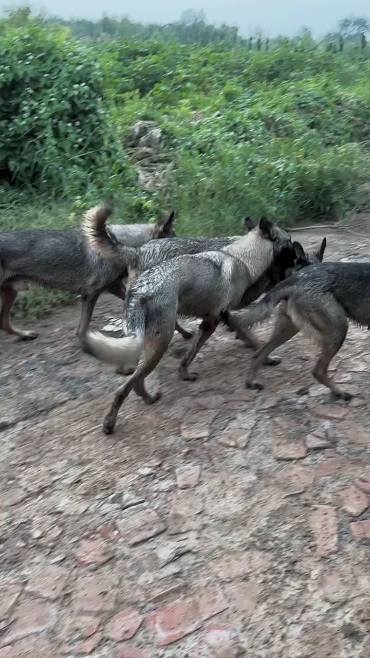 老版狼青 狼青犬.