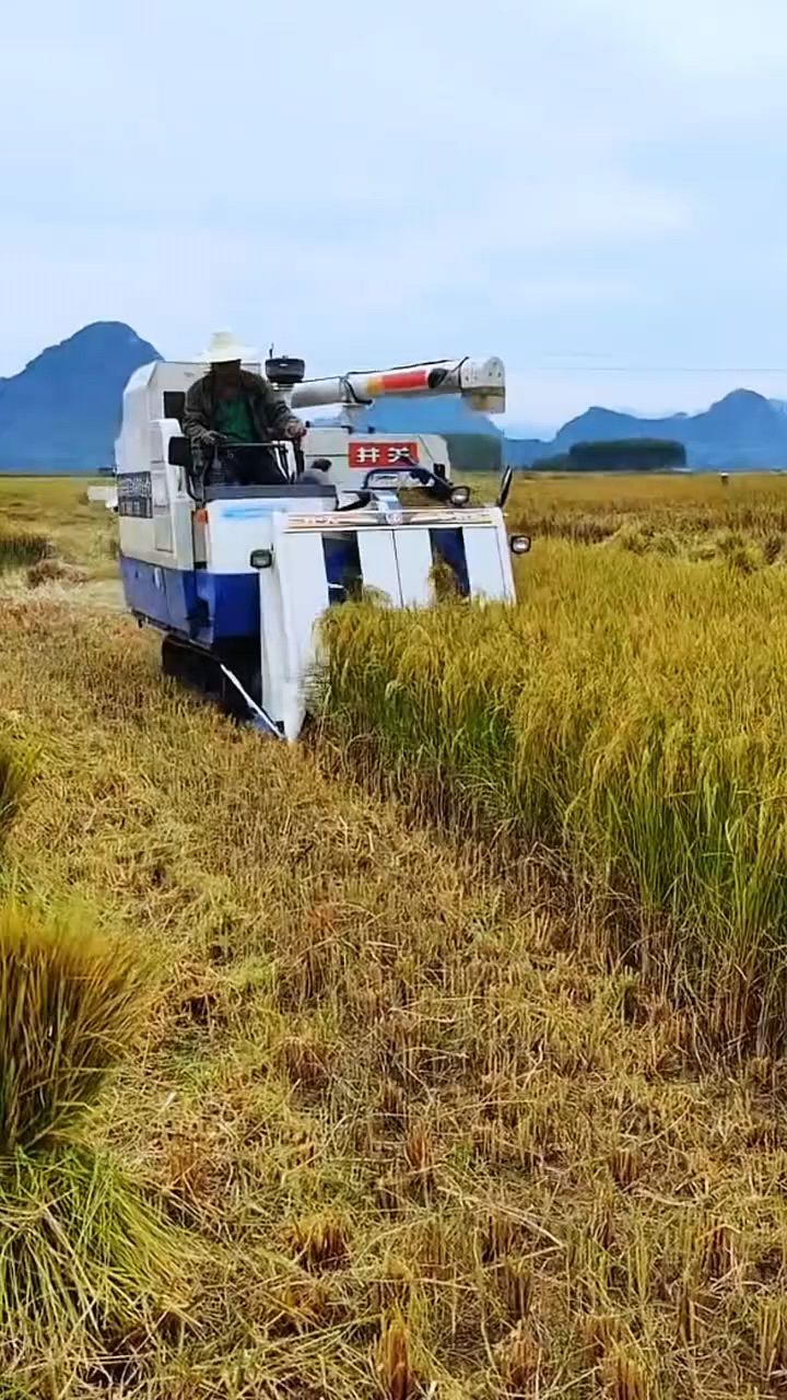 小型水稻收割机,一边收割一边扎捆