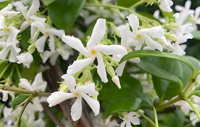 四季常绿,花开三季,香气怡人,好养易活的花卉植物:风车茉莉
