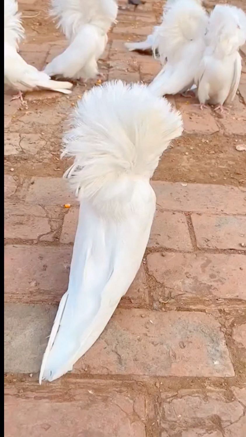 大毛领观赏鸽,精品鸽子