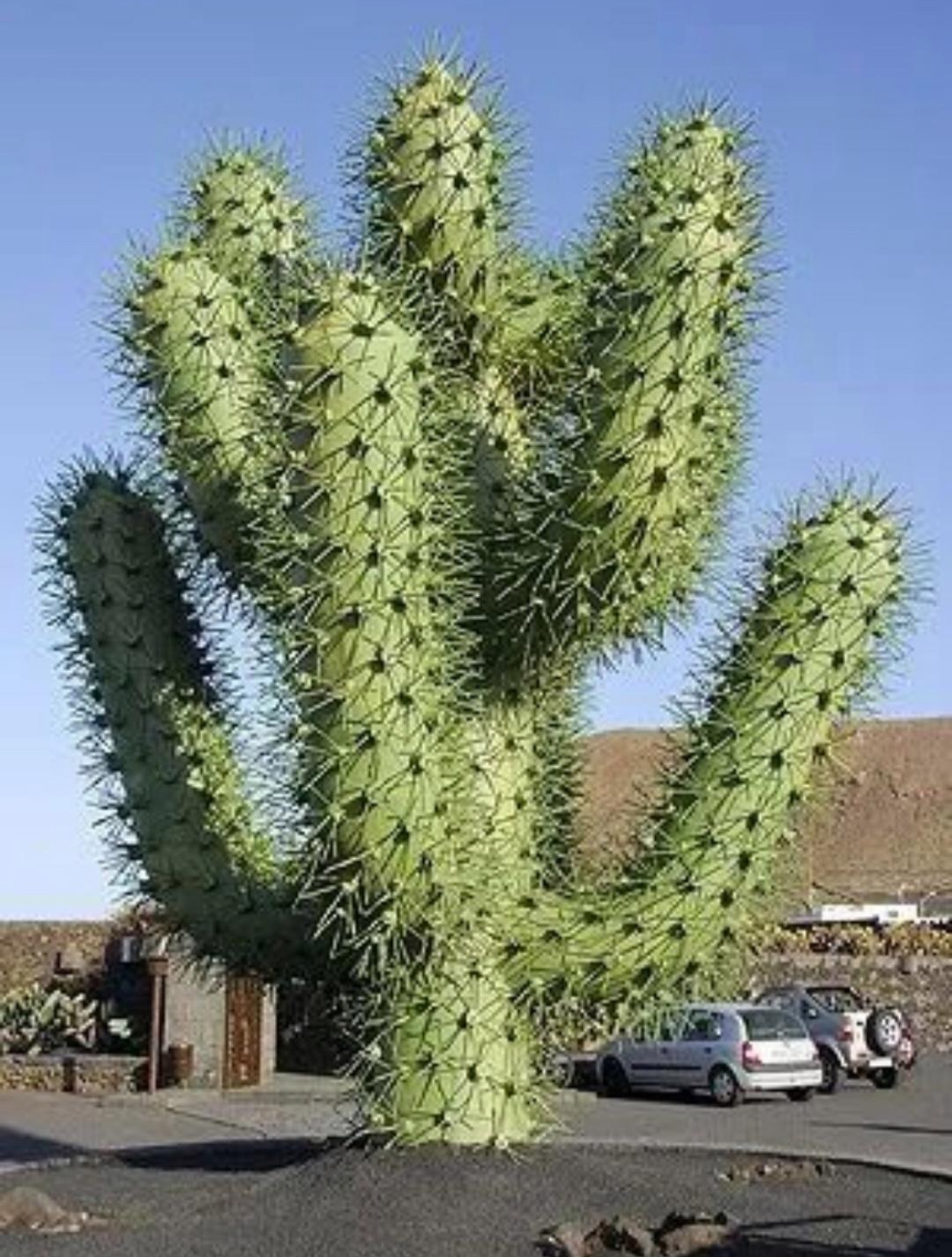 这个是什么,你们见过这个像大树一样的仙人掌吗?