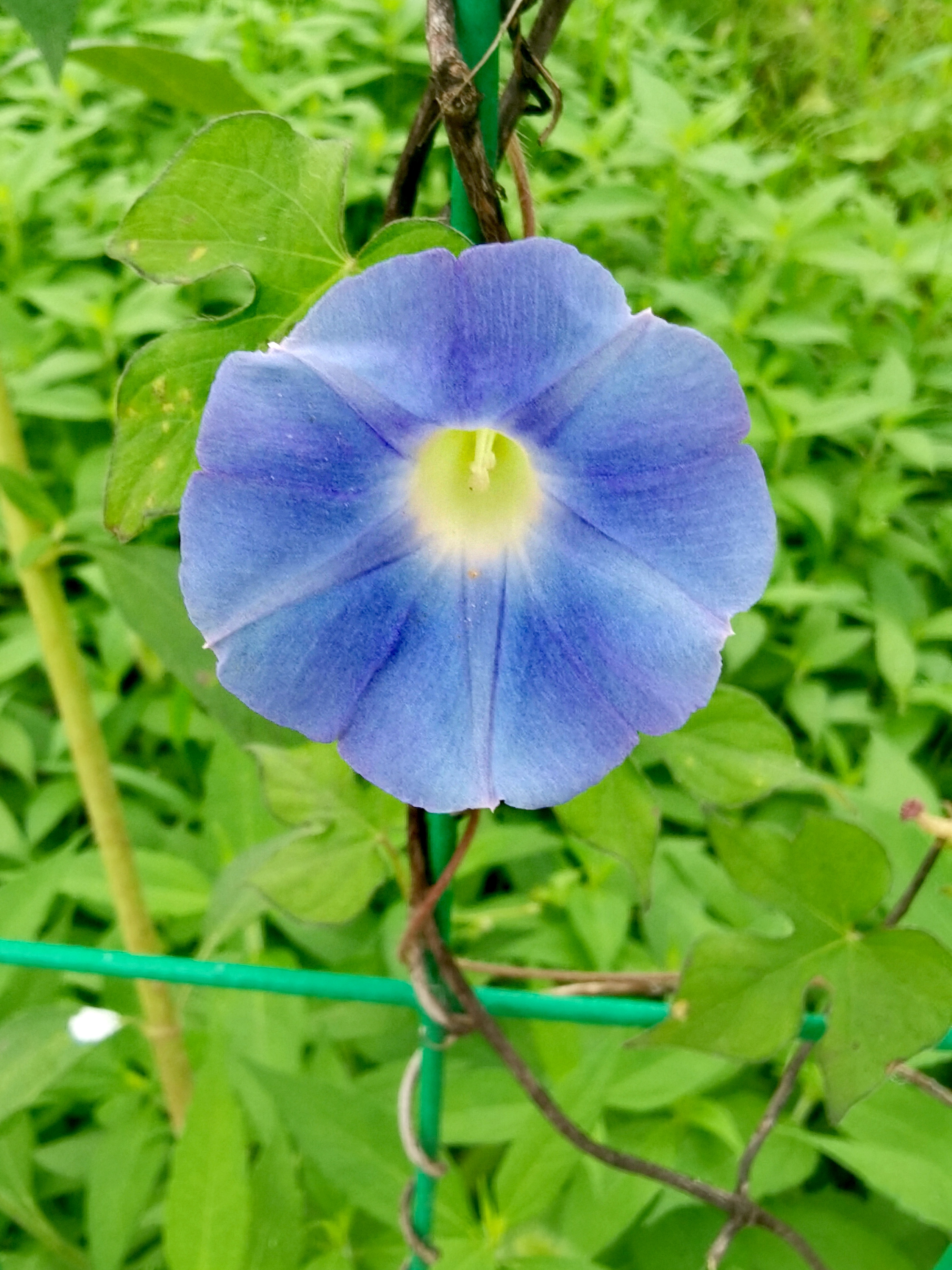 牵牛花吹喇叭#随手拍