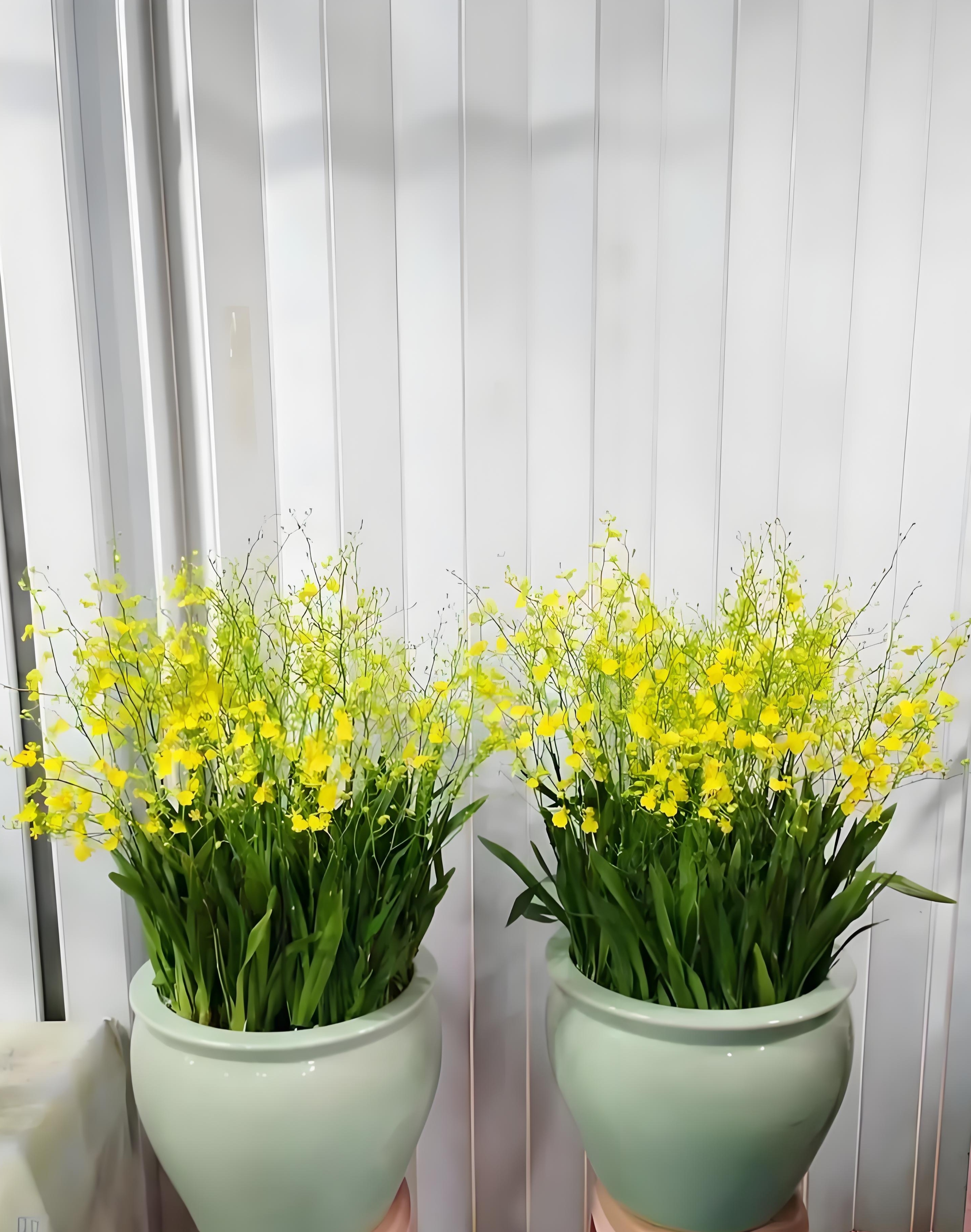 此外,跳舞兰的花序变化多端,有的花枝上仅开一两朵花,有的则开出数十