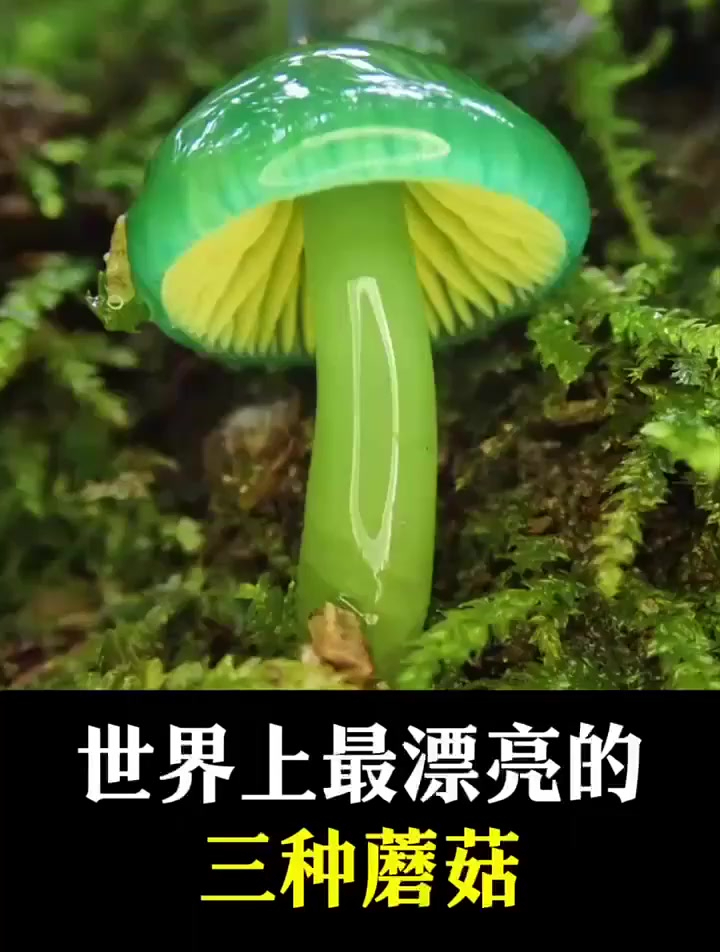 世界上最漂亮的三种蘑菇