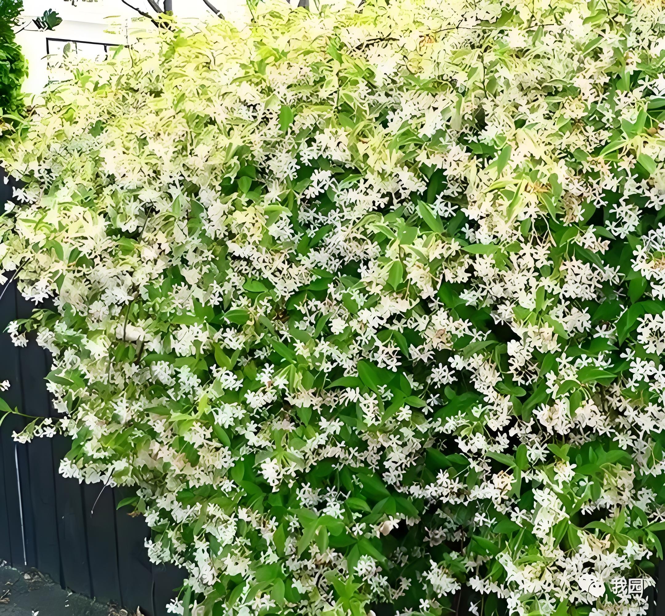 四季常绿,花开三季,香气怡人,好养易活的花卉植物:风车茉莉
