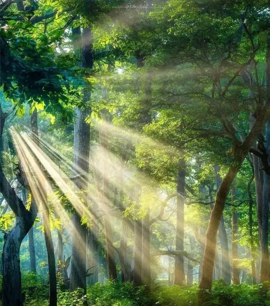 大树下,破碎的阳光星星点点