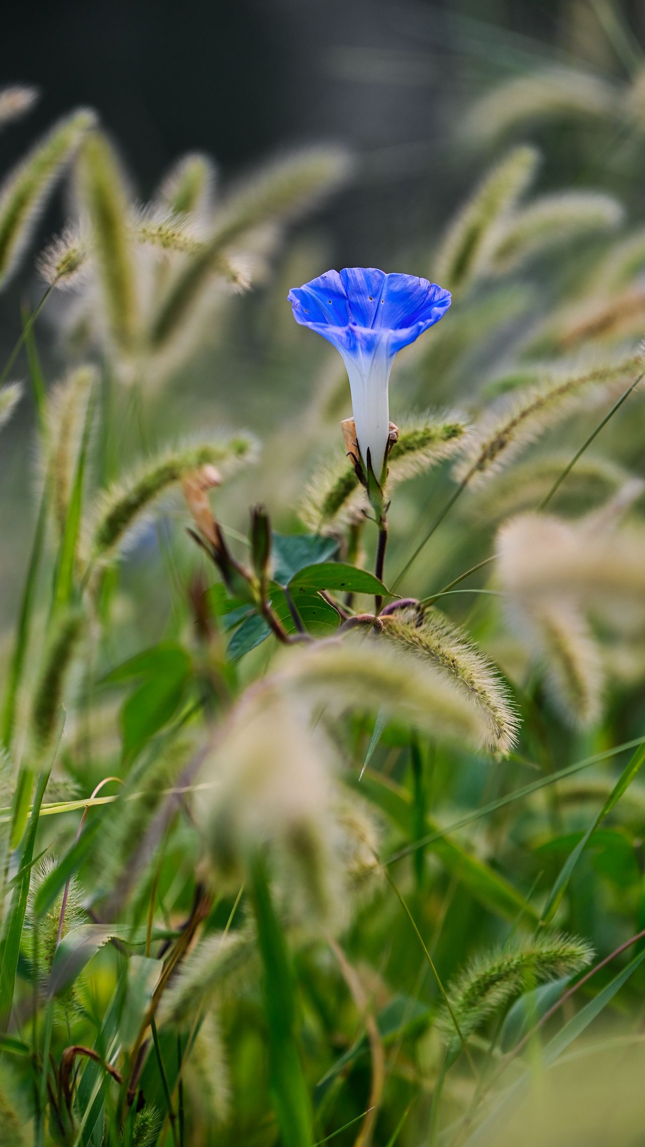 牵牛花的生长季节图片