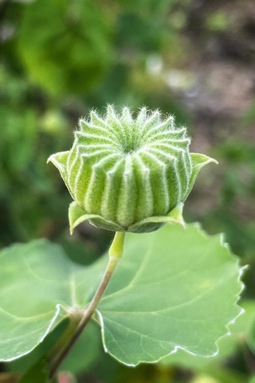 农村常见一棵"响耳草",止鸣胜过耳聋通窍丸!