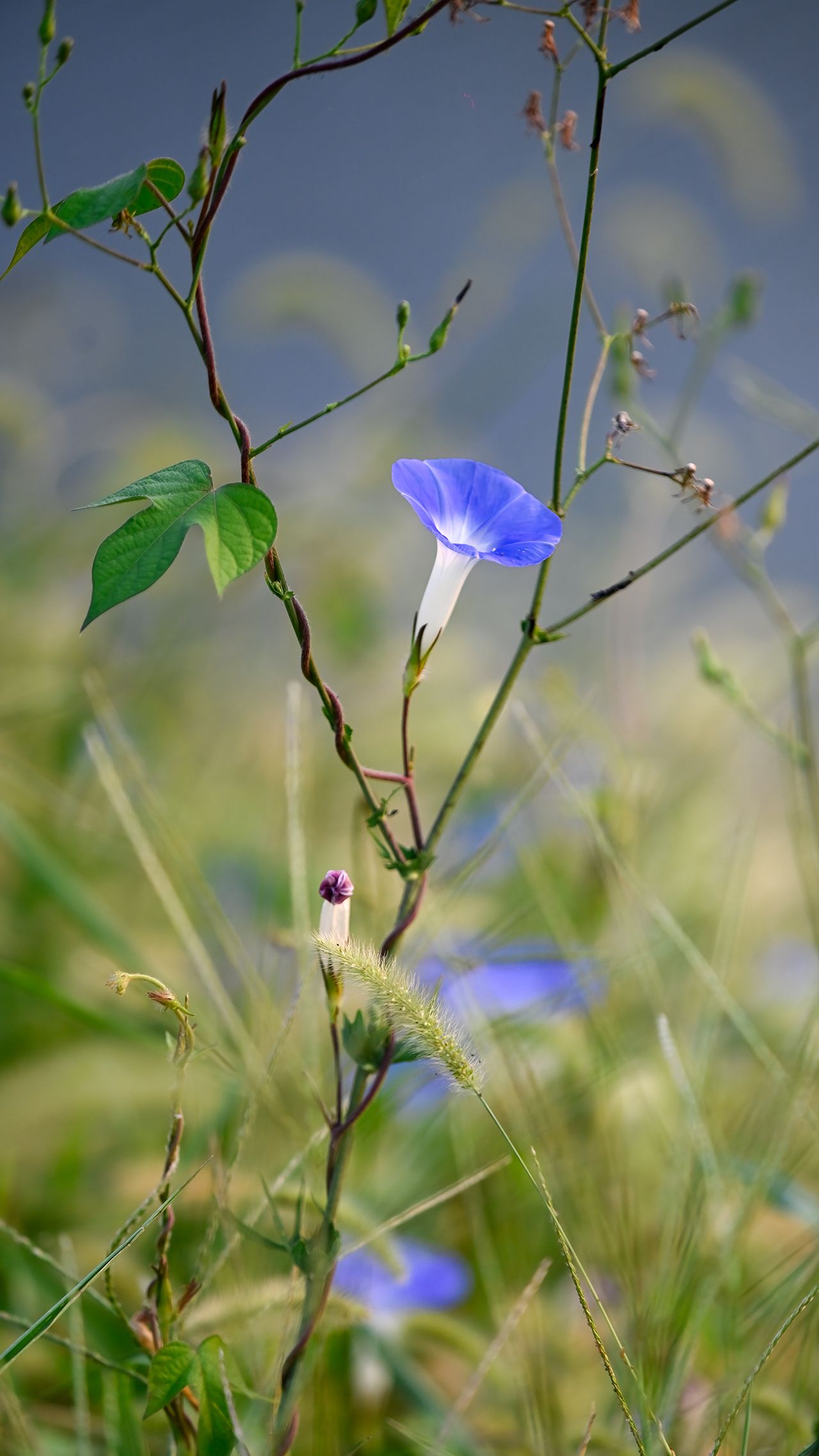 牵牛花的生长季节图片