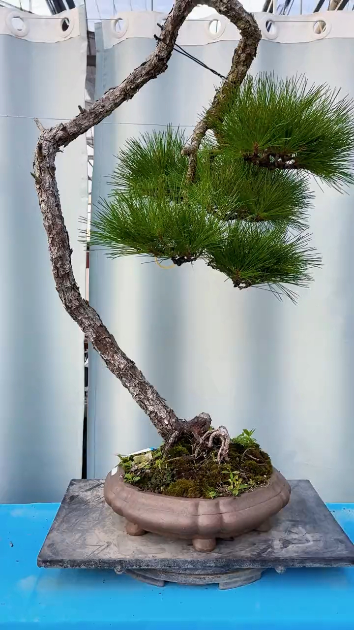 精品怪桩黄山松盆景
