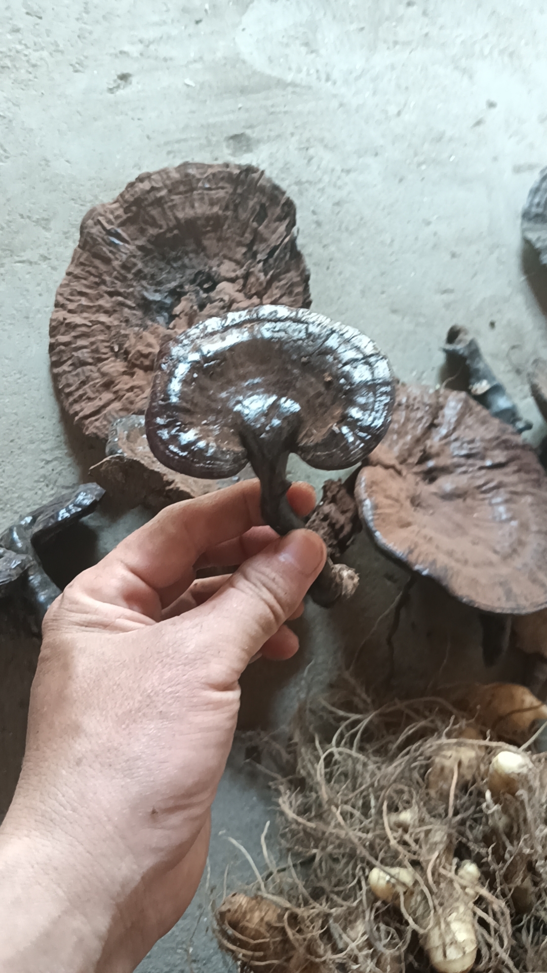 这几个大灵芝就是一个上午的收获,还是附带捡的,真要捡