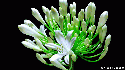 盘点鲜花绽放瞬间惊艳图片