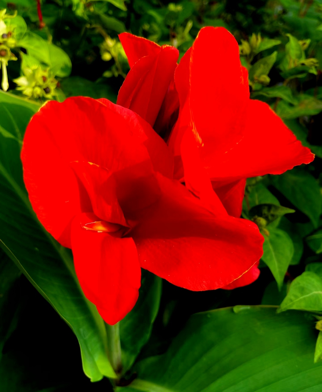 浓郁的绿叶与火红的花朵相互映衬,如出水芙蓉般光彩夺目,宛若美人一般