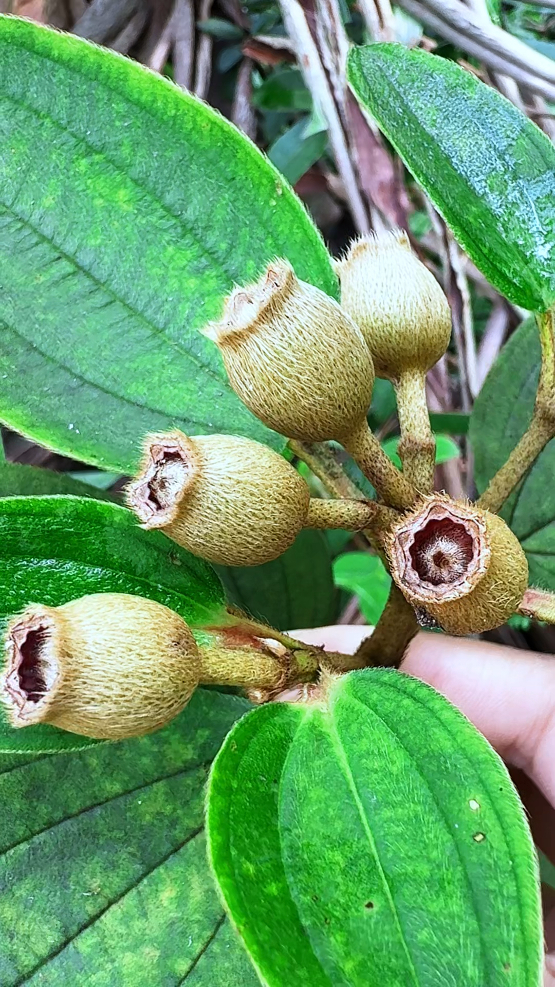 这种植物叫朝天罐,也叫野牡丹,村里的老先生喜欢采挖它的根茎