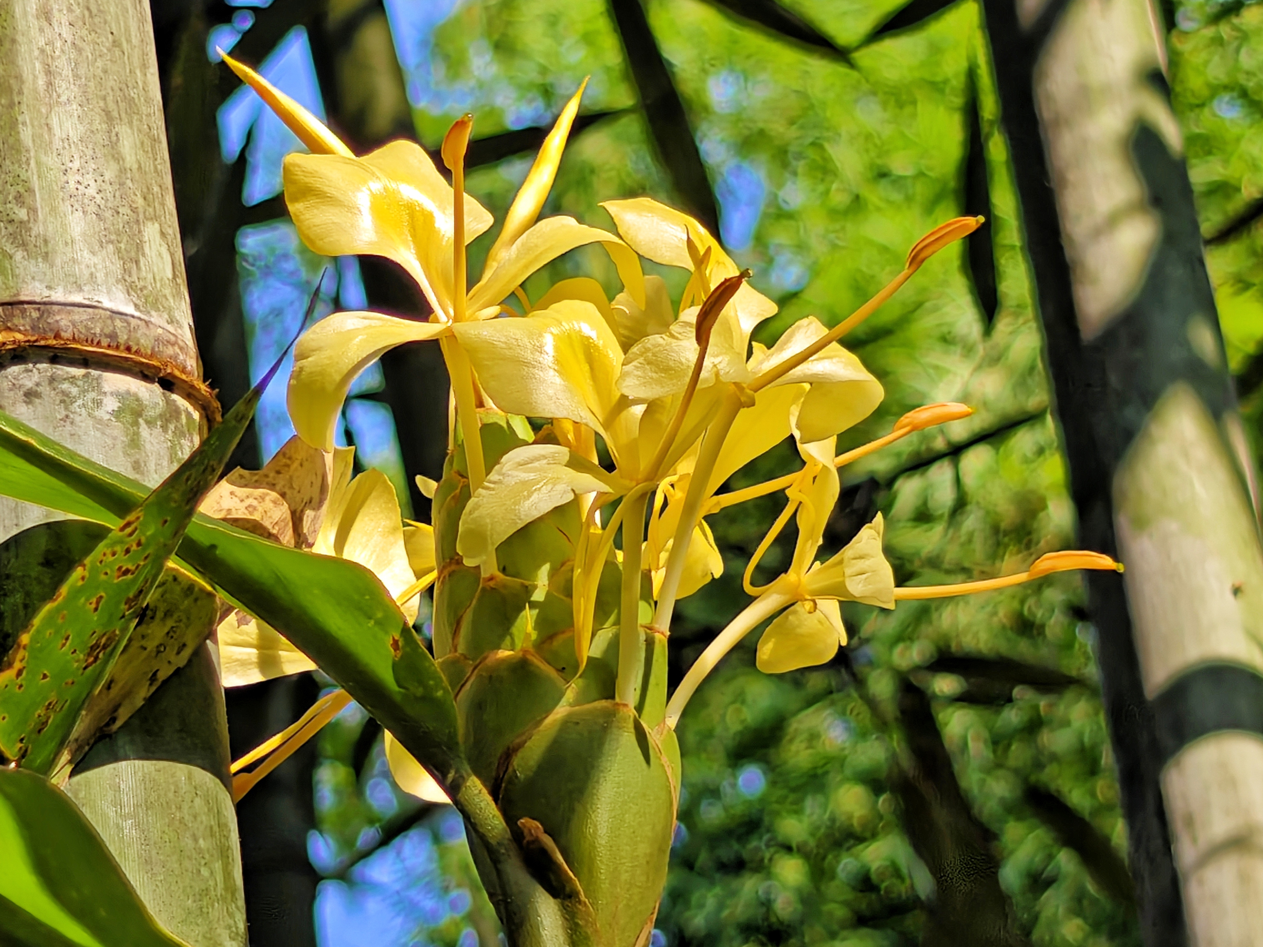 峨眉姜花:峨眉低山区的"黄衫仙姑子"