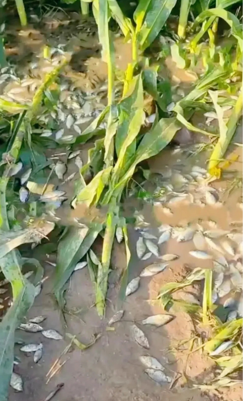广西南宁,李老汉的玉米地被洪水冲倒,他哀伤地去地里