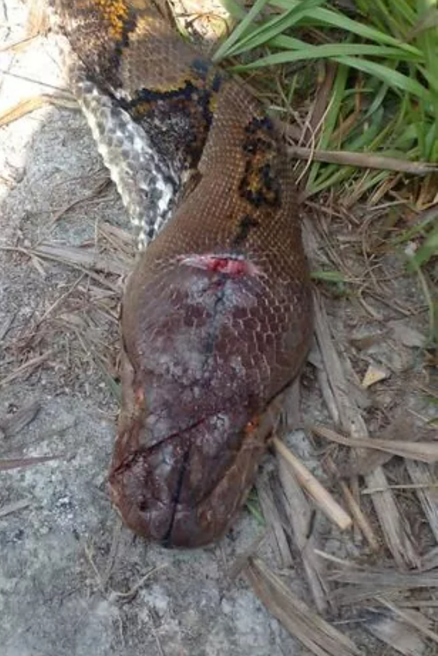 丈夫惊恐发现妻子被蟒蛇吞下去一半