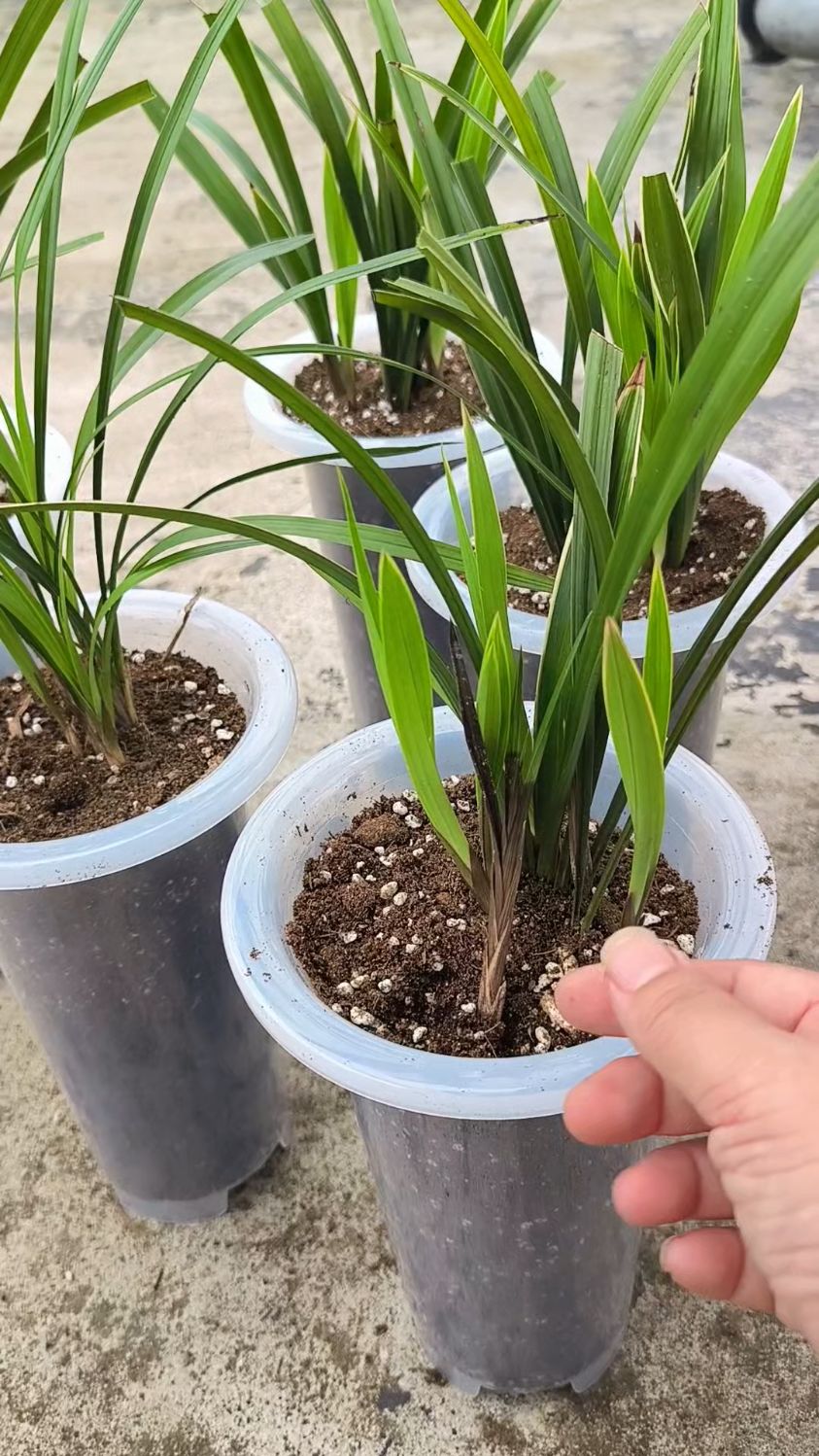 兰花新芽一拔就掉,这是茎腐软腐和烂根了,一定要提前预防