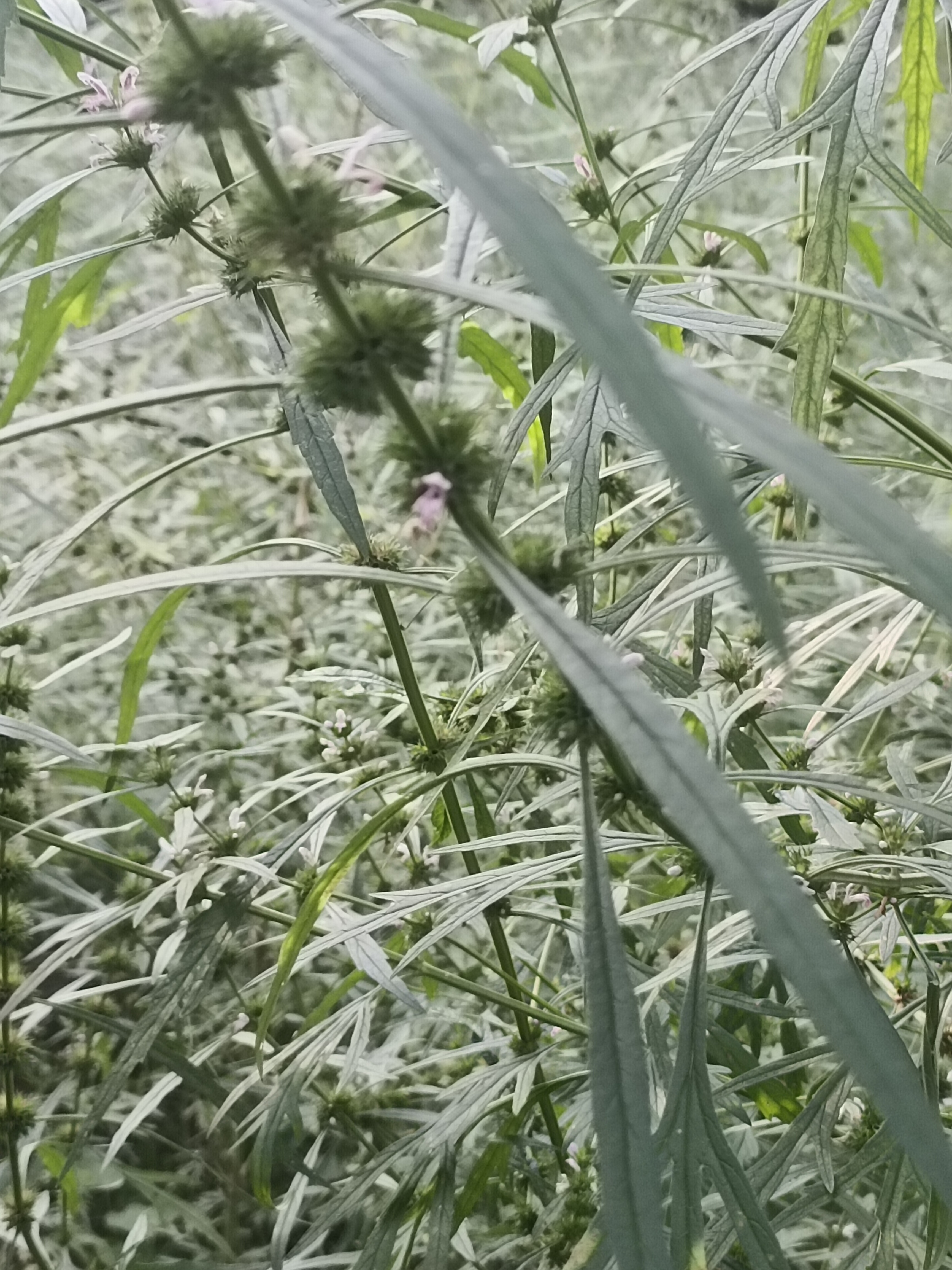 动态连更挑战# 益母草,已随荒草无益人        今夏多雨,山野田间