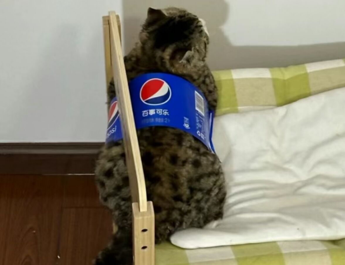 你们看,结果没想到居然是只长得像可乐瓶的猫咪!