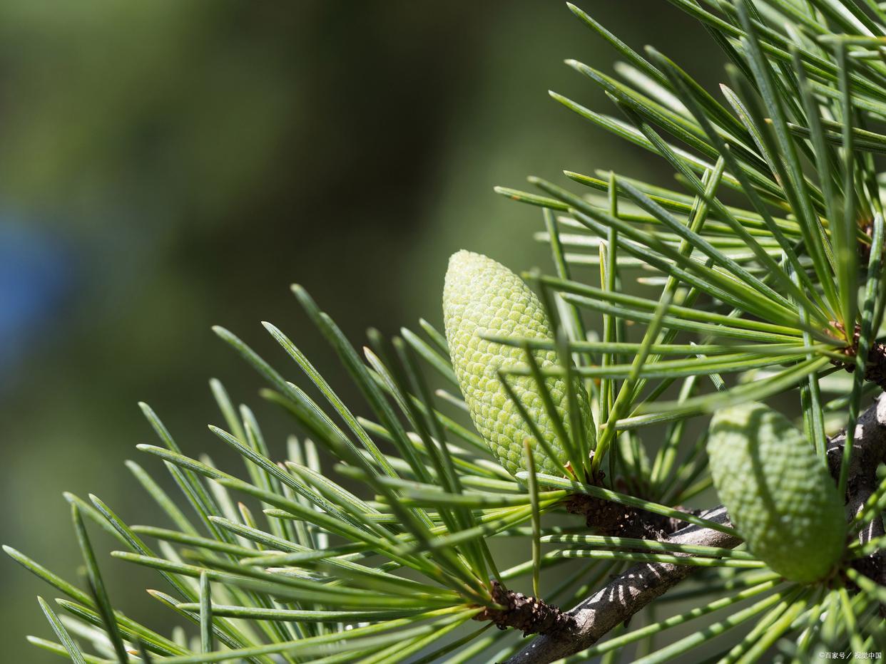 今日白露:做对2件民俗,补足气血,养好脾肺!为冬天打好基础