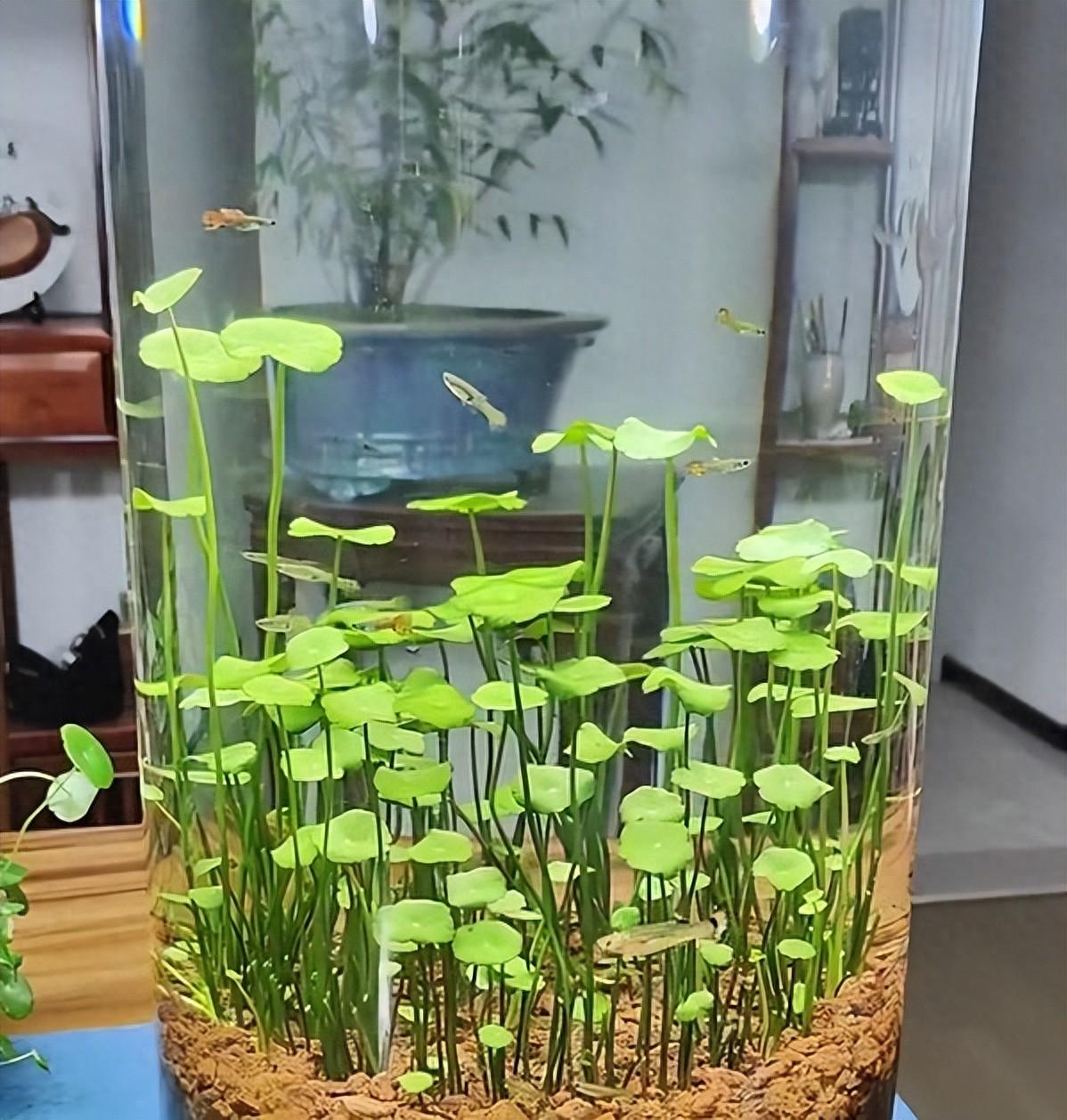 河北一00后小姑娘,因"铜钱草鱼缸"走红,超多人都被"治愈了"