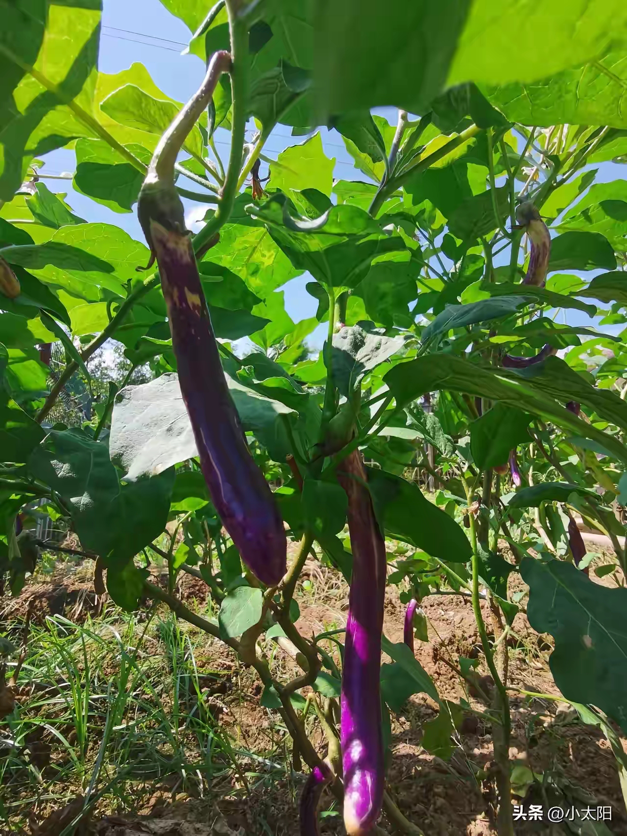 现在长势比原来还要茂盛,秋茄也挂满秋茄秋茄树秋茄图片长势好的茄子