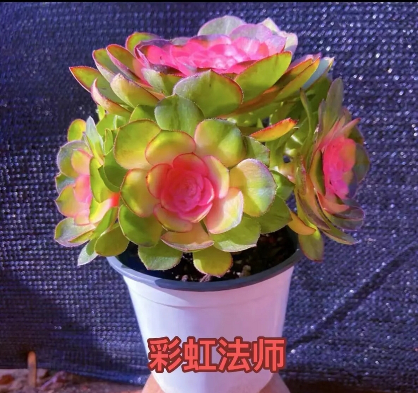 万年红 火焰玫瑰 彩虹法师 香水贝瑞 花斑鹿 红酒巧克力