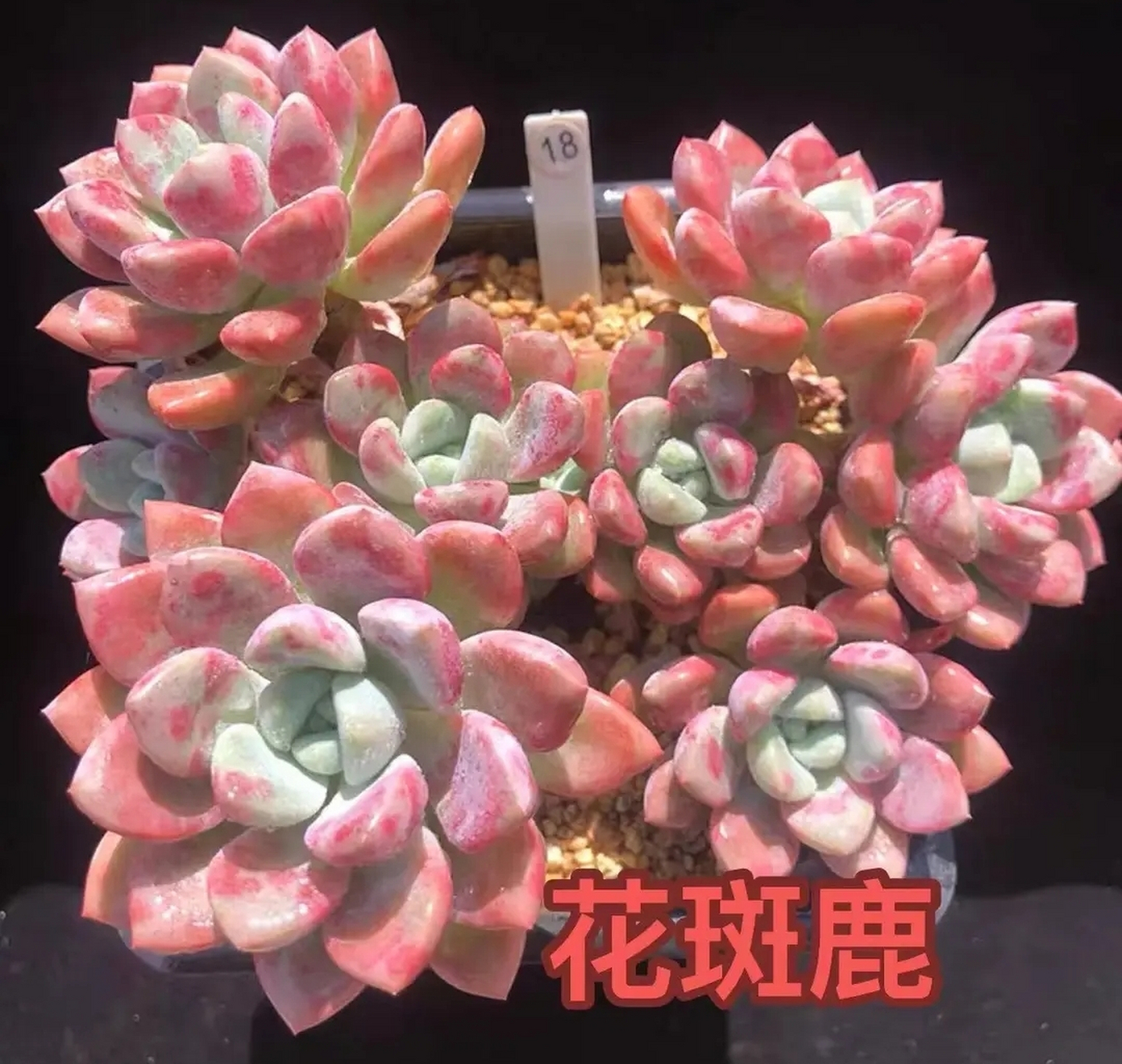 万年红 火焰玫瑰 彩虹法师 香水贝瑞 花斑鹿 红酒巧克力