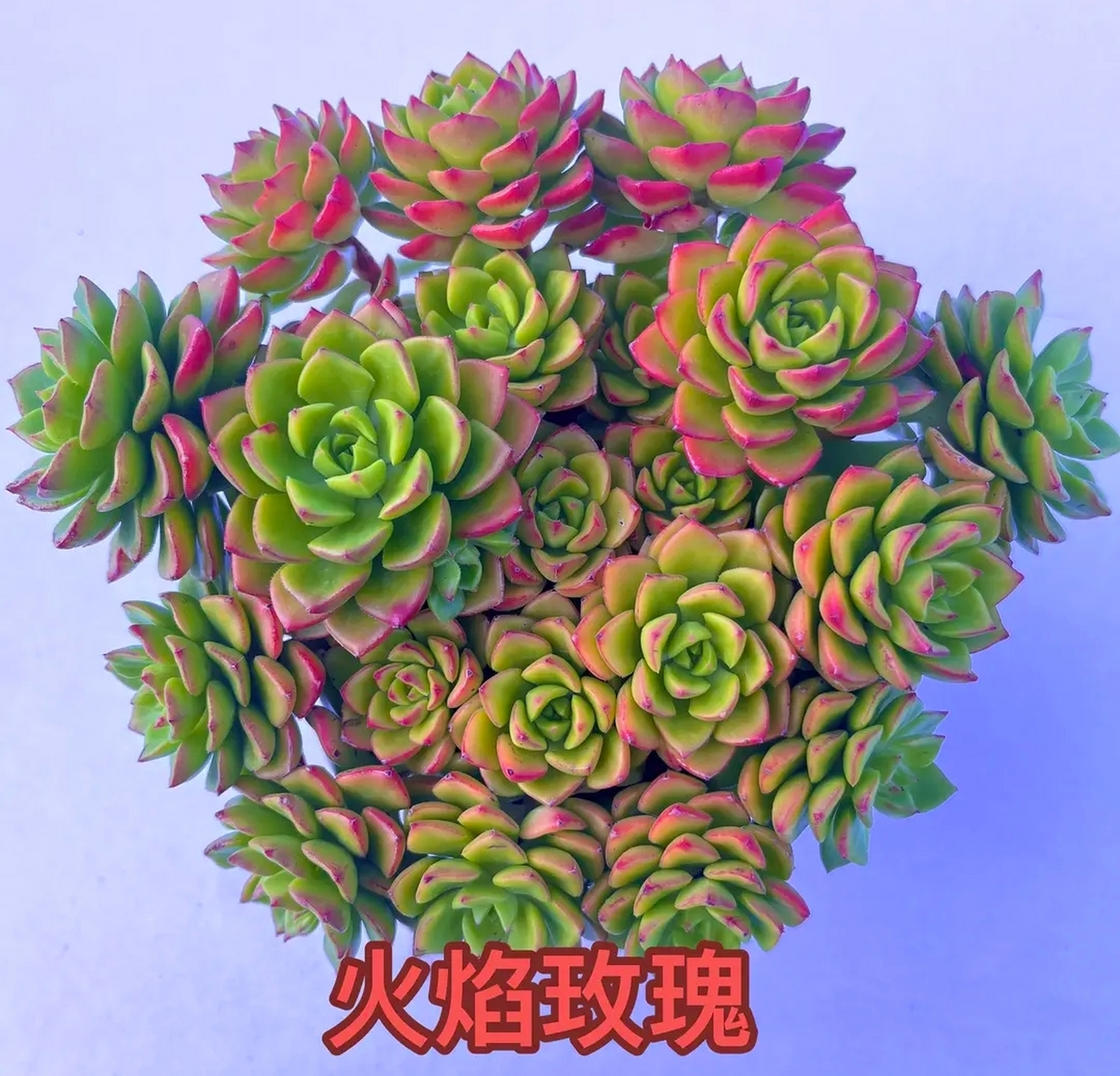 万年红 火焰玫瑰 彩虹法师 香水贝瑞 花斑鹿 红酒巧克力