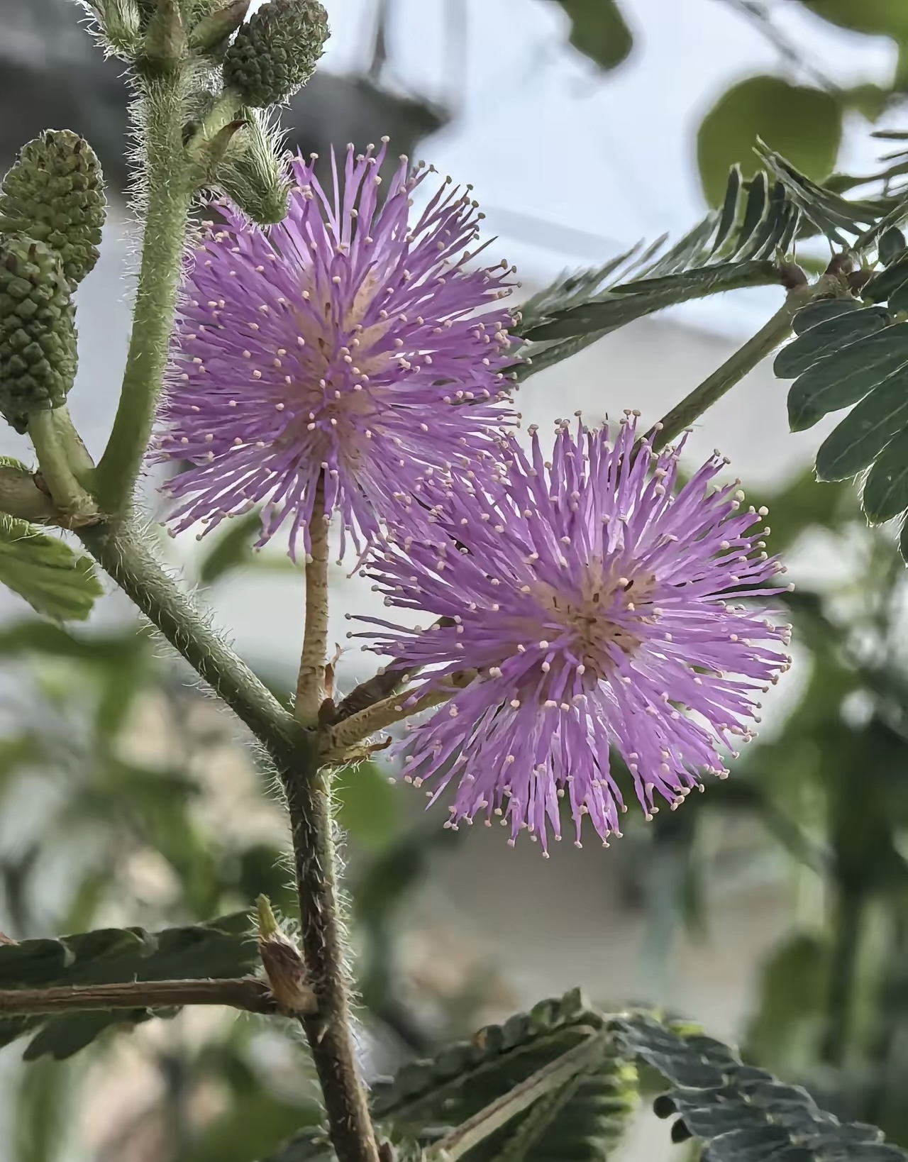 含羞草又开花了!你知道吗?这一次的花朵是在小花园里开放的!