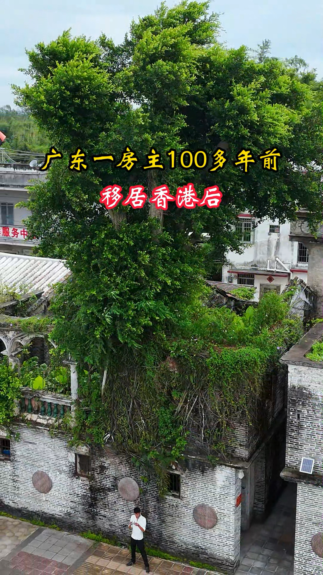 广东一房主100多年前移居香港后,房顶长出一棵大榕树,都说榕树不容人