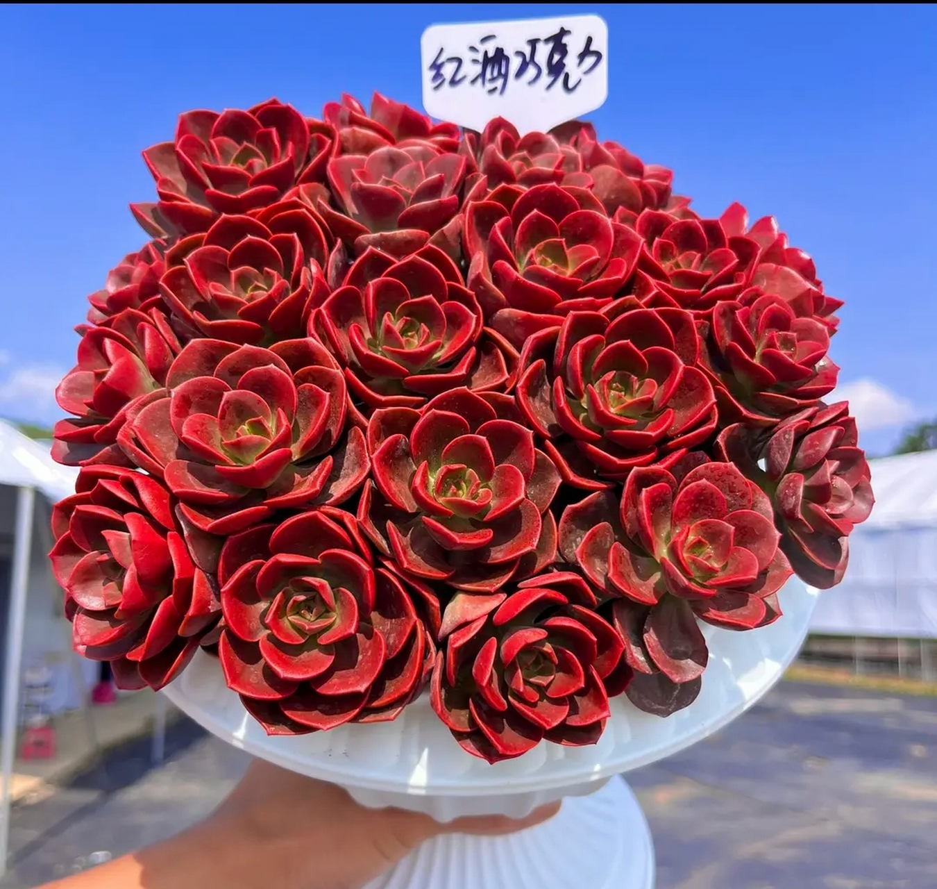 万年红 火焰玫瑰 彩虹法师 香水贝瑞 花斑鹿 红酒巧克力