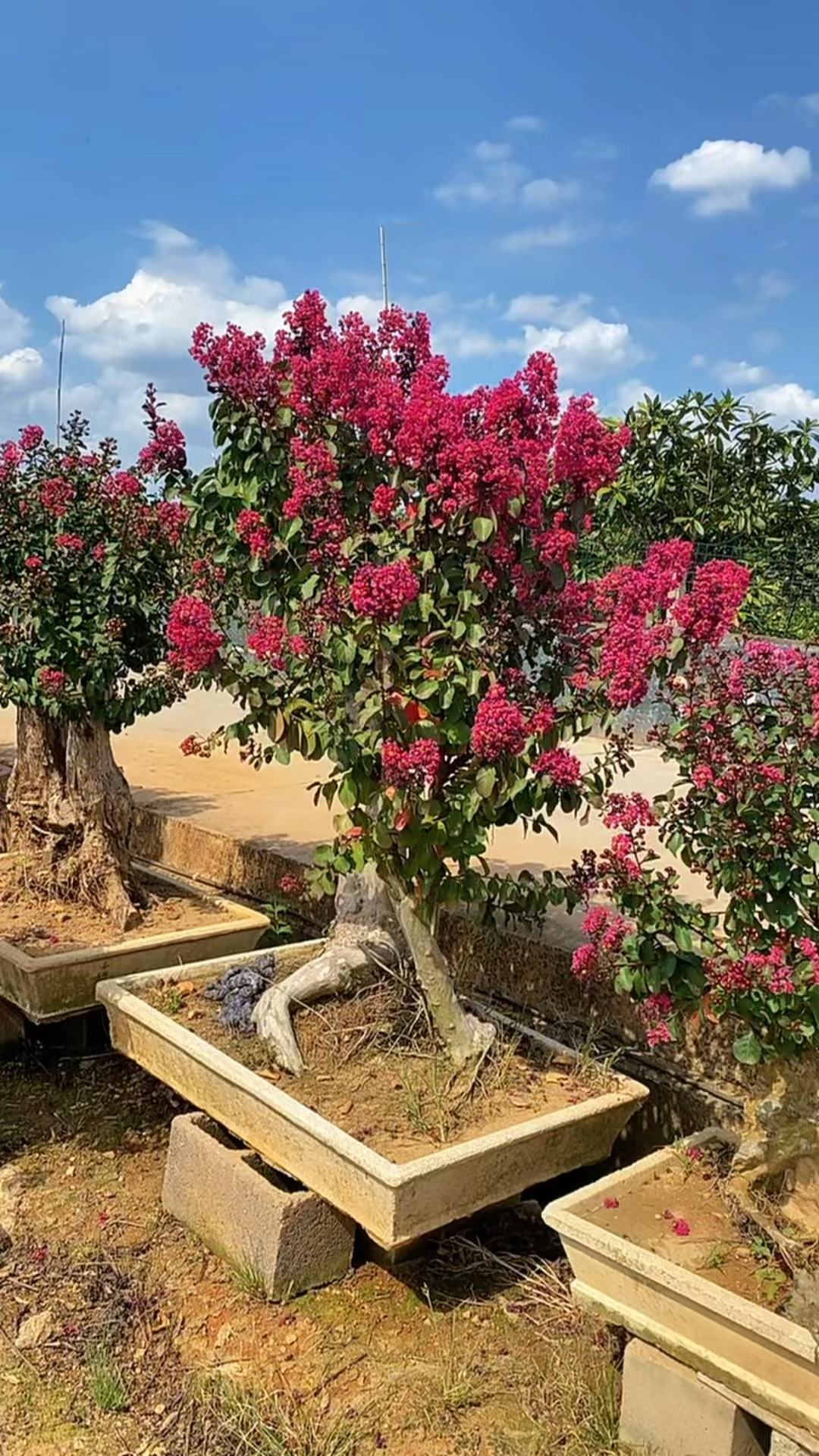 花开百日红精品老桩紫薇