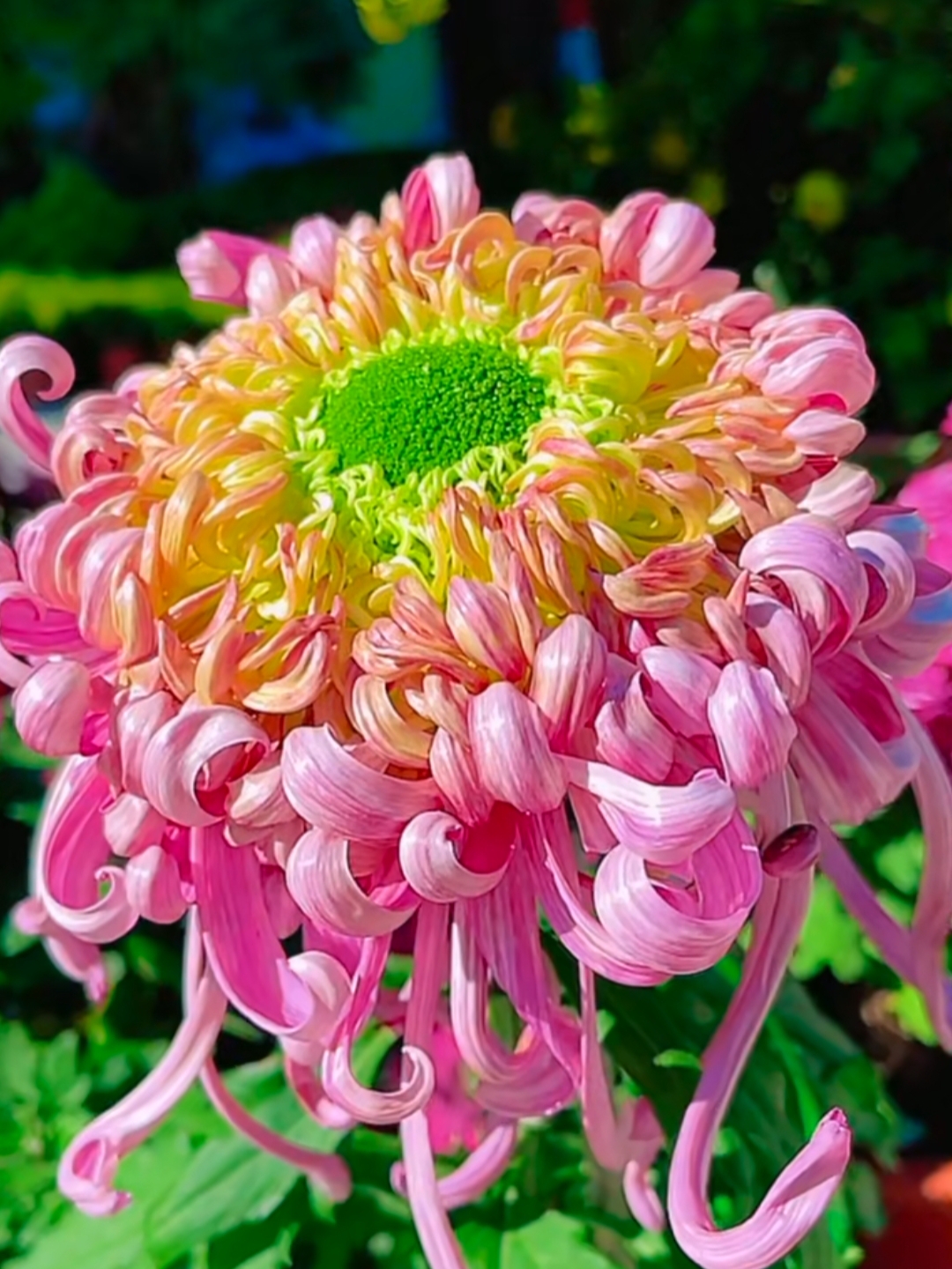 分享美图 夏去秋来繁花似锦的菊花盛开如诗如画千姿百态犹如优雅