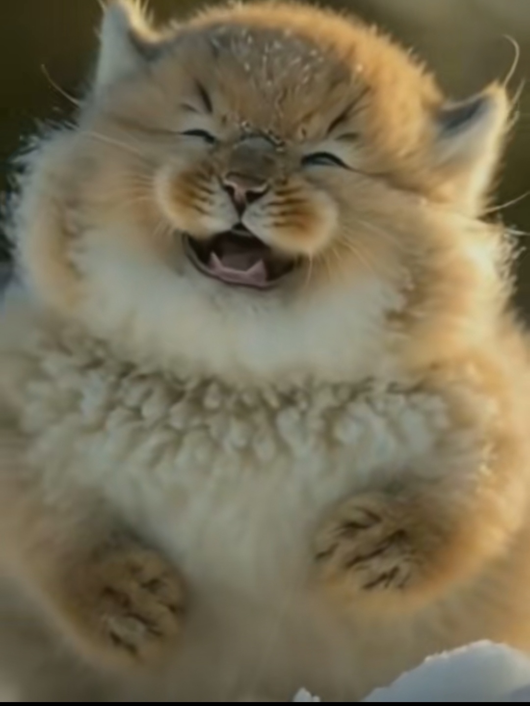 这是只什么小猫咪啊?笑起来的样子,真的好搞笑.