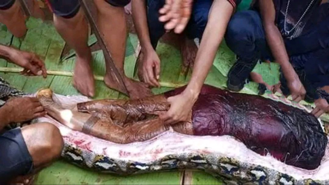 "印尼女子遭蟒蛇吞噬,丈夫拼死拉尾,生死悲剧令人扼腕"