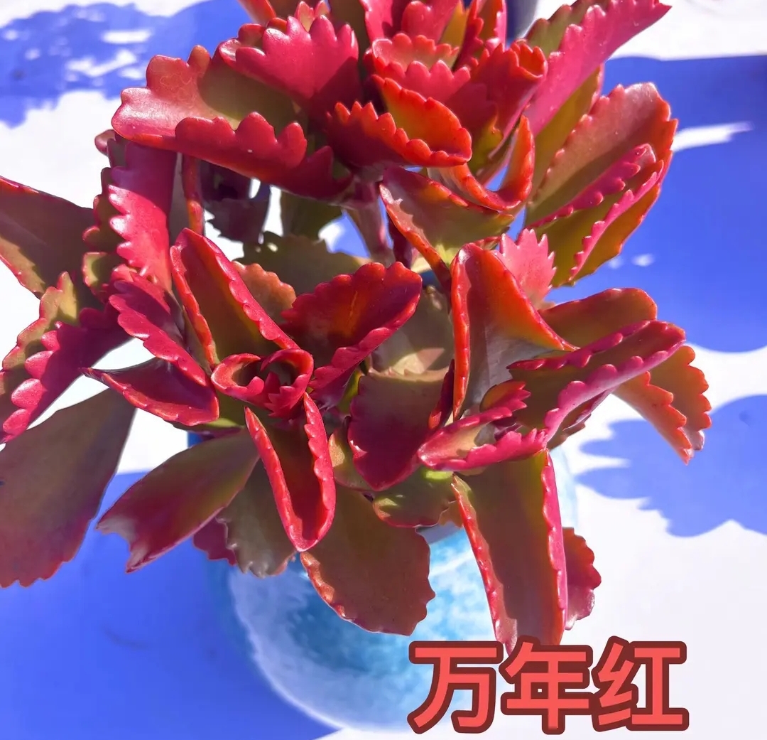 万年红 火焰玫瑰 彩虹法师 香水贝瑞 花斑鹿 红酒巧克力