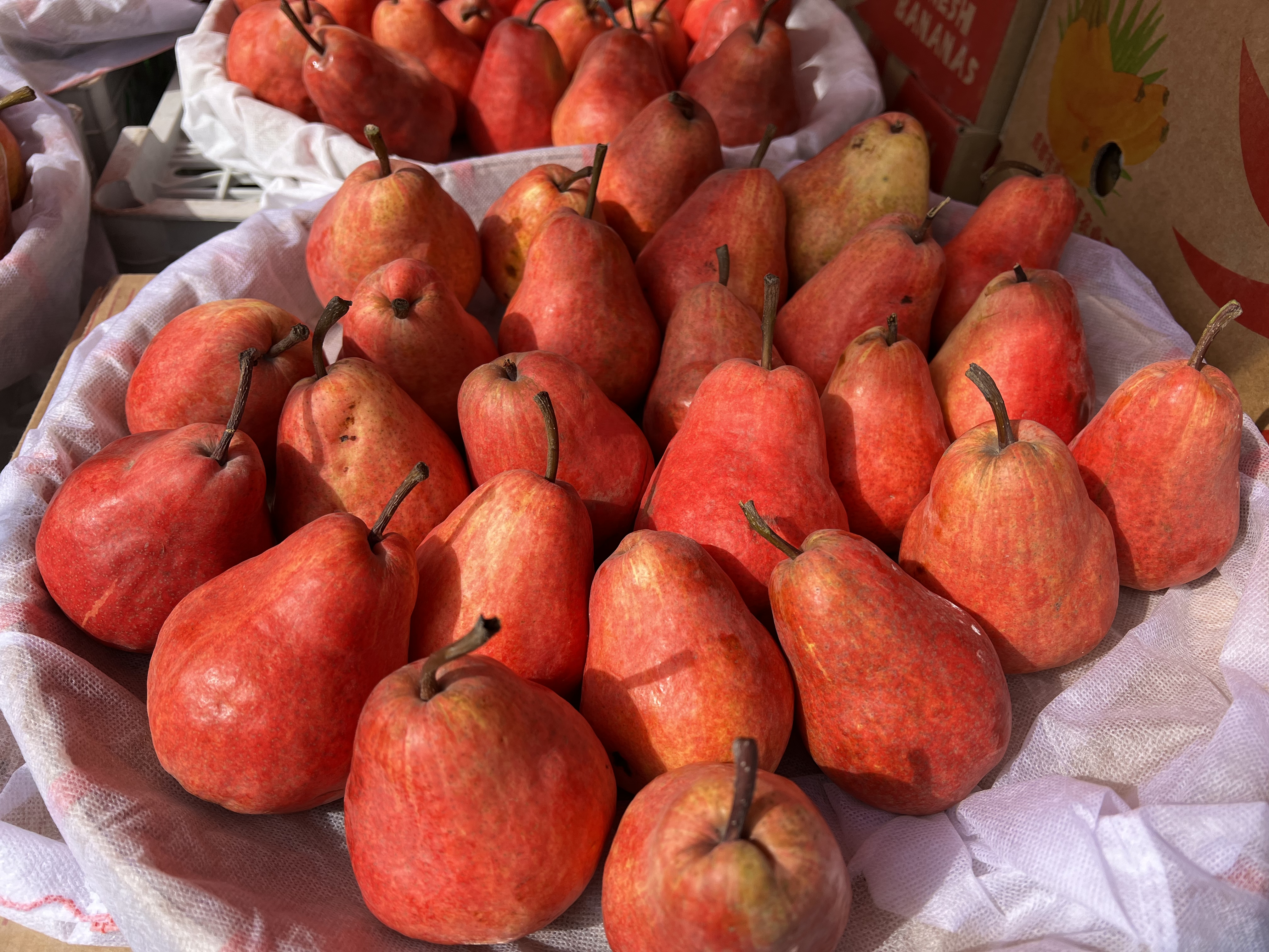 这种巴黎我还是第一次见过去看到的更多的是黄颜色的巴梨